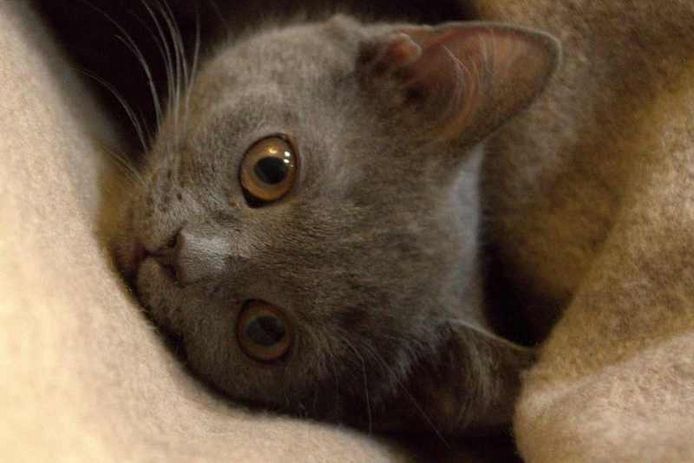 BKH Kitten reinrassig geimpft gechipt entwurmt abzugeben / Zwei Kitten vergeben / Kater noch frei