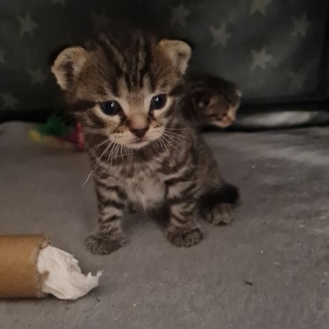 Wunderschöne BKH/Main Coon Kitten