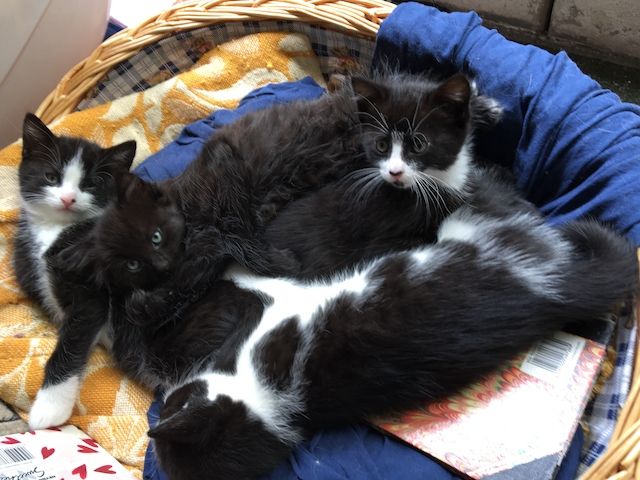 4 Süße Katzen suchen ein neues freundliches zu Hause