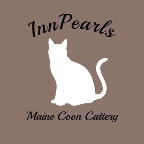 Maine Coon Kitten mit Stammbaum