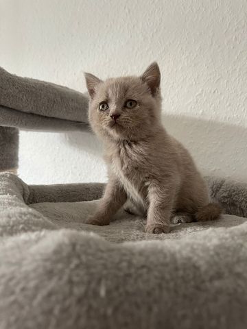 Wunderschöne Kitten