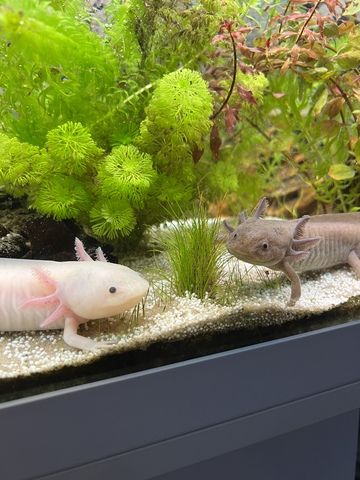 Axolotl Aquarium komplett mit Unterschrank