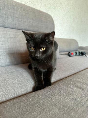 BKH/Maine Coon Mix Kitten