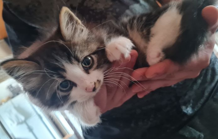 Süße Maine Coon Kitten