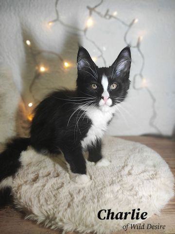 Maine Coon Kitten mit Stammbaum, Genkrankheiten N/N