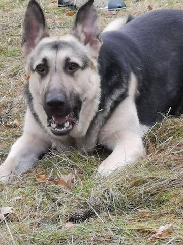 Schäferhund Welpen (Osteuropäisch)