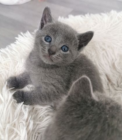 Russisch blau Kitten