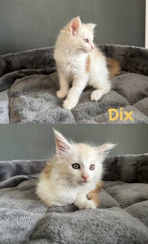 Maine Coon Kitten Reinrassig mit Stammbaum