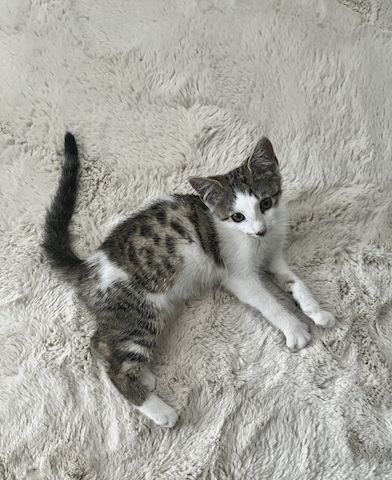 ( ZU VERSCHENKEN) 12 Wochen alter Kater Katzenbaby Babykatze Kitten 