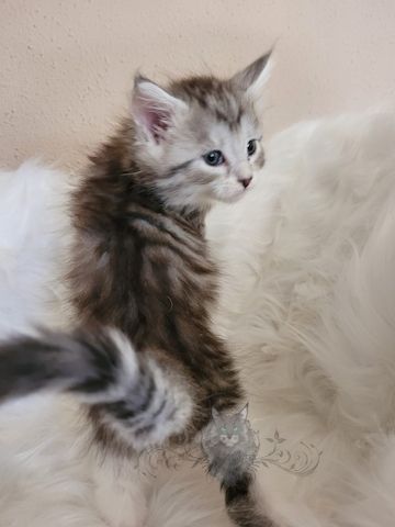 Wundervolle Maine Coon Kitten