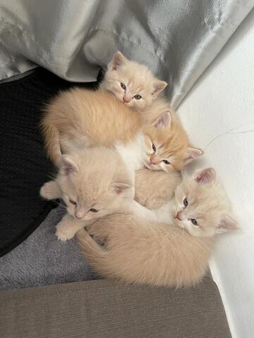 BKH- Kitten mit seltene Farbe