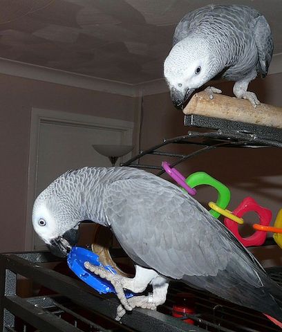 Süße Papageien zur Adoption