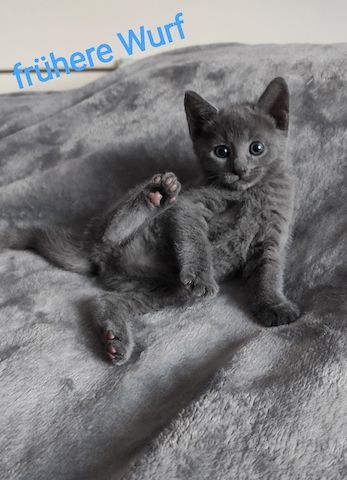 reinrassige Russisch Blau Kitten