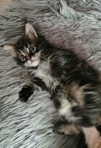 2 Reinrassige Maine coon Katerchen Kitten