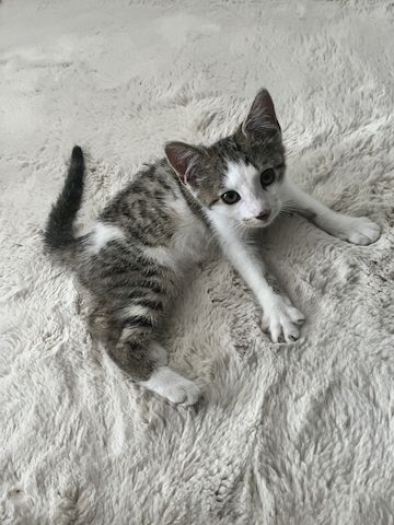 ( ZU VERSCHENKEN) 12 Wochen alter Kater Katzenbaby Babykatze Kitten 