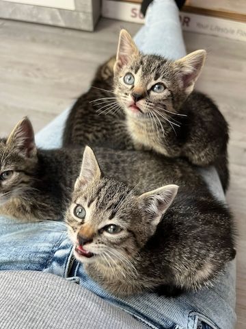 BKH Mix Kitten Katzenbabys
