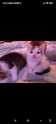 4 süße kätzchen suchen ein Zuhause