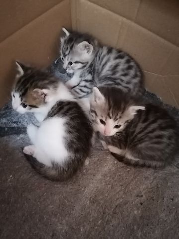 3 junge kater