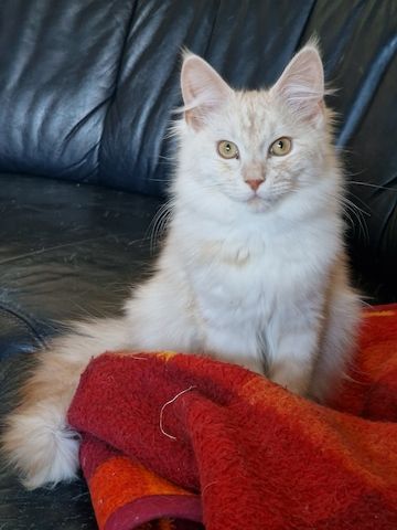 Maine Coon Kater, 5 Monate