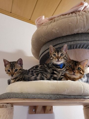 Bengal Kitten suchen ab sofort ein neues Zuhausd
