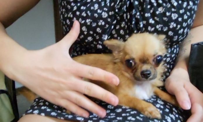 TeaCup xxs Mini Chihuahua Dame (1,1kg, 7 Monate) sucht zu Hause auf Lebenszeit