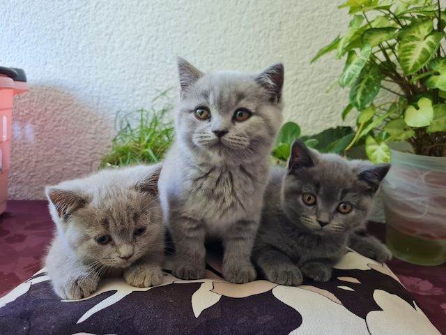 2 reinrassige BKH Kitten