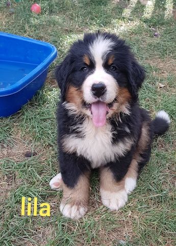 Schöne Berner Sennenhund Welpen
