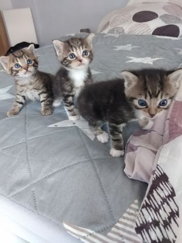 3 Süße Katzenbabys abzugeben