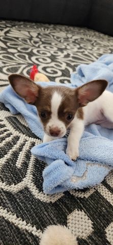 Chihuahua Welpe Hündin reinrassig