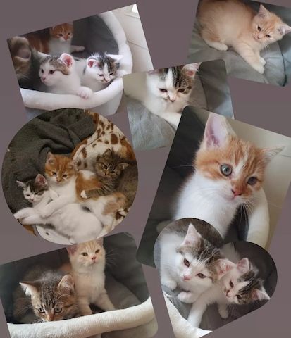 5 BKH&MaineCoon-Kitten suchen ein neues Zuhause