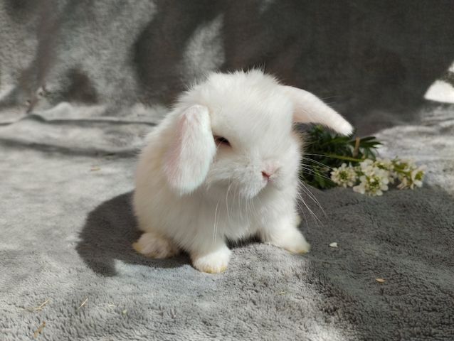 Original Mini lop Kaninchen Hasen Widder Babys zu Abgabe