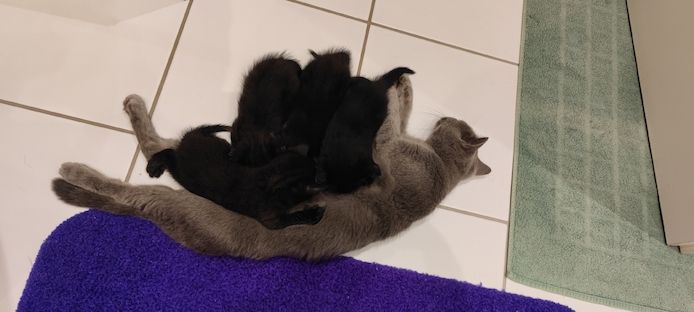 Kleine katzenbabys sucht liebevolles Zuhause