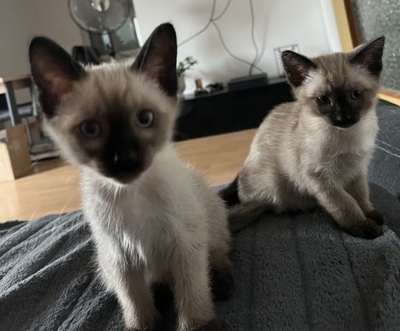 Siam kitten suchen liebevolles zu Hause