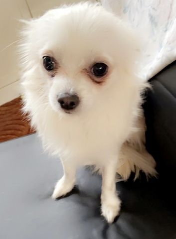 Chihuahua weiß Creme Farbe Langhaarig