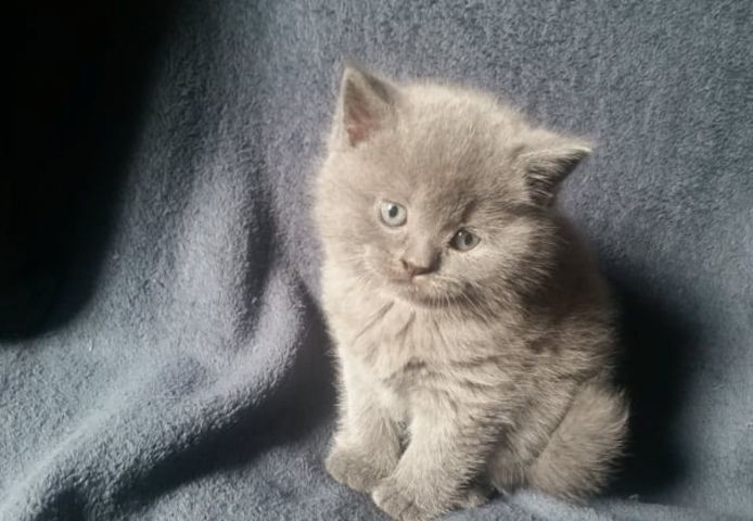 Britisch kurzhaar Kitten