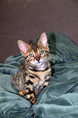 13 Wochen alte Bengal Kitten