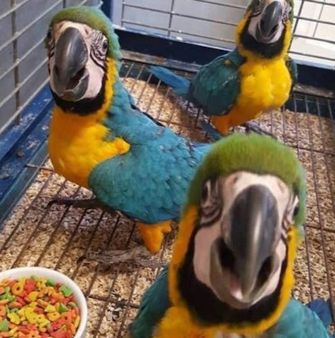 Gelbbrustaras-Papageien