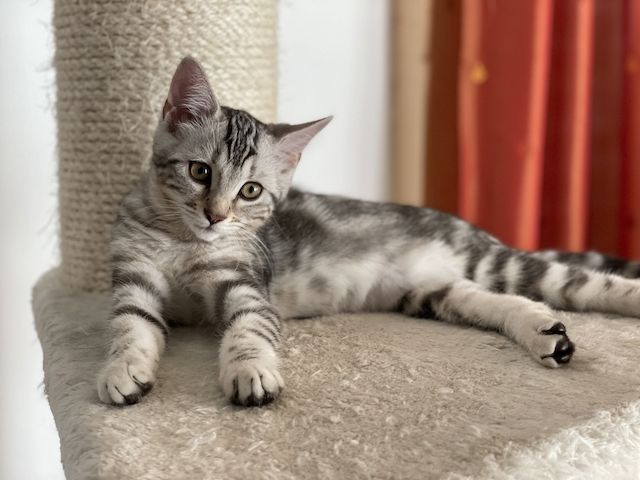 3 außergewöhnliche Katzenbabys Katzenkinder Kitten Bengal Britisch Langhaar