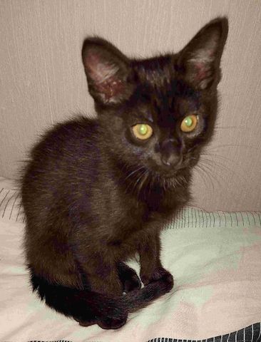 Black Siam Kitten Mixt Baby