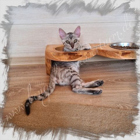 Bengal Kater silver rosetted *Abgabebereit*