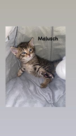 Mischlingskatzen Düsseldorf