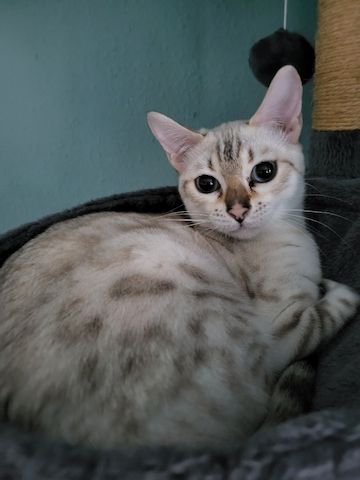 Bengal Kätzchen