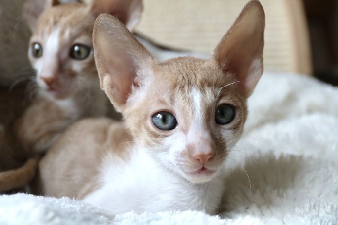 Cornish Rex vom hohen Fläming