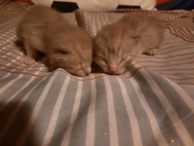 Kätzchen/Katzenbabys suchen neues Zuhause
