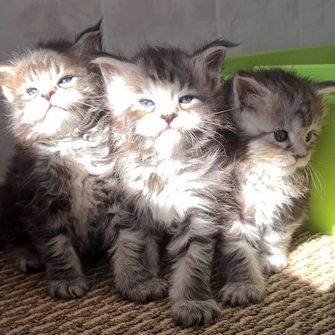 7 Maine Coon Kitten verfügbar.