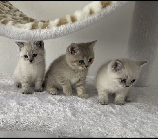 3 Britisch Kurzhaar Katzen Babys kitten bkh