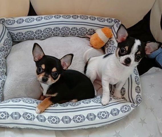 Chihuahua-Welpen