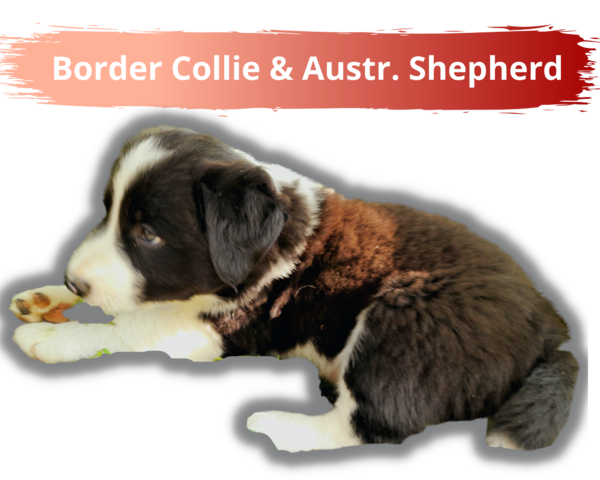Welpen Borderaussie 6 Rüden Border Collie Australien Shepherd