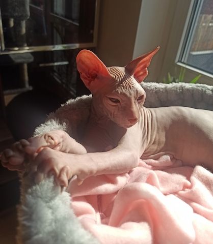 Don Spyhnx Katerchen