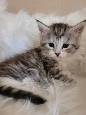 Wundervolle Maine Coon Kitten